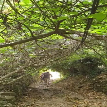 The Dog * 阿拉亚